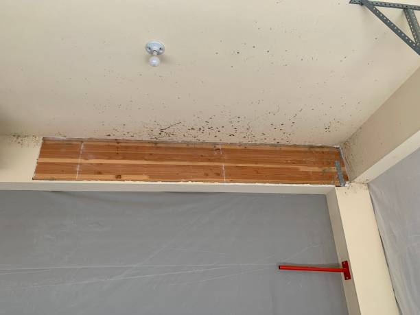 Trusted Beaverton, OR Mold Removal Experts