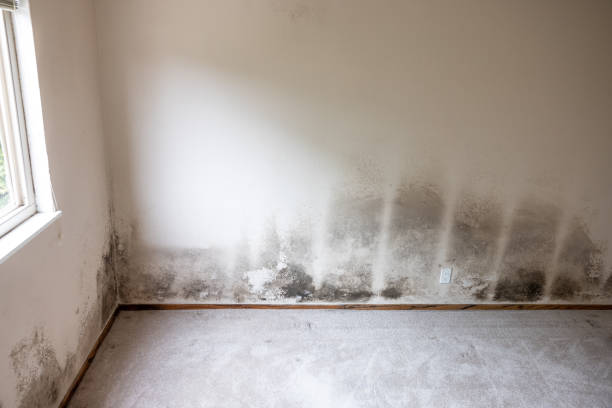  Beaverton, OR Mold Removal Pros