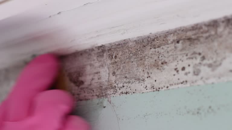 Best Emergency Mold Remediation  in Beaverton, OR